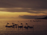 Geese on Lake Superior at Twilight Photographic Print by Medford Taylor