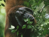 Head shot of male orangutan Lámina fotográfica Head shot of male orangutan Lámina fotográfica