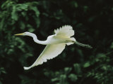 A Great Egret, Casmerodius Albus, Flies Gracefully Photographic Print by Tim Laman