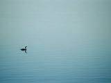 A lone cormorant drifts on a fog-shrouded lake Lámina fotográfica por Stephen St. John A lone cormorant drifts on a fog-shrouded lake Lámina fotográfica por Stephen St. John
