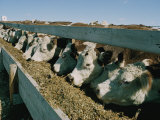 Cattle Lined-Up at a Trough to Eat Photographie par Joe Scherschel
