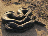 An Anaconda on Sand in Venezuela Photographie par Ed George