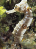 A Close View of a Longsnout Seahorse, Hippocampus Reidi Photographic Print by Bill Curtsinger