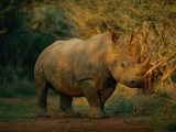 A View of a Rhinoceros Photographic Print by Chris Johns