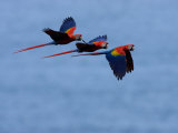Three Scarlet Macaws (Ara Macao) in Flight, Blue Sky Background Photographie par Roy Toft