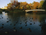 Mallard Ducks Gather at Dusk Near a Bridge on a Central Park Lake Photographic Print by Melissa Farlow