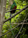 Male Resplendent Quetzal (Pharomachrus Mocinno) on a Tree Branch Photographic Print by Roy Toft
