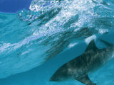 A Tiger Shark Cruising Blue Waters Just Under a Wave Photographie par Bill Curtsinger