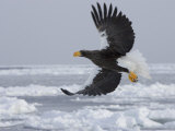 Stellers Sea Eagle in Flight Over Sea Ice (Haliaeetus Pelagicus) Photographic Print by Roy Toft