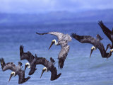 Group of Brown Pelicans (Pelecanus Occidentalis) Diving into Water Photographic Print by Roy Toft