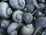 A Discarded Pile of Channeled Whelk Shells Impressão fotográfica por Darlyne A. Murawski A Discarded Pile of Channeled Whelk Shells Impressão fotográfica por Darlyne A. Murawski