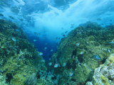 Sergeant Major Damselfish Near an Underwater Pinnacle with Waves Above Photographie par Heather Perry