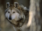 Portrait of a Captive Mexican Gray Wolf, the Rarest Wolf in North America Photographie par Joel Sartore