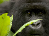 Mountain Gorilla (Gorilla Gorilla Beringei)Behind Green Leaves Impressão fotográfica por Roy Toft Mountain Gorilla (Gorilla Gorilla Beringei)Behind Green Leaves Impressão fotográfica por Roy Toft
