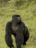 Male Mountain Gorilla (Gorilla Gorilla Beringei) Standing in Grass Lámina fotográfica por Roy Toft