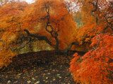 A Japanese Maple in Fall Foliage on the Grounds of the Biltmore Photographie par Melissa Farlow