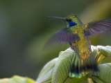 Green Violet-Ear Hummingbird (Colibri Thalassinus), Wings Extended Photographie par Roy Toft