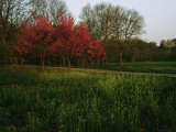 Spring View in Louisvilles System of Olmsted Parks and Parkways Photographic Print by Melissa Farlow