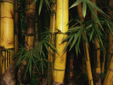A Bamboo Thicket Photographie par Steve Winter