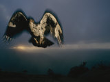 African Hawk-Eagle Searches for Small Game, Itala Game Reserve, South Africa Photographic Print