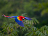 Colorful Scarlet Macaw (Ara Macao) in Flight Over Green Forest Photographie par Roy Toft
