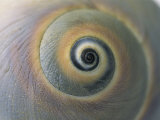 A Close View of a Moon Snail Shell, Lunatia Heros Photographie par Darlyne A. Murawski