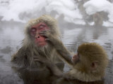 Snow Monkeys (Macaca Fuscata) Bathing in Natural Hot Springs Photographie par Roy Toft
