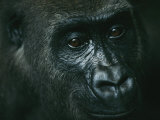 Portrait of a Gorilla Photographic Print by Michael Nichols