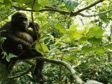 A Gorilla Sitting in a Treetop Lámina fotográfica por Michael Nichols