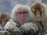 Adult and Two Young Japanese Macaques (Snow Monkeys) on Rock Ledge Photographic Print by Roy Toft