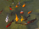 Koi Fish in a Pond Photographic Print by Raul Touzon