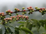 Close View of Coffee Beans with Dew Drops Impressão fotográfica por Roy Toft Close View of Coffee Beans with Dew Drops Impressão fotográfica por Roy Toft
