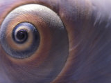 A Close View of the Spirals of a Moon Snail Shell Photographie par Darlyne A. Murawski