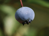 A Close View of a Blueberry Still on the Stem Photographic Print by Bill Curtsinger