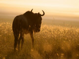 A Blue Wildebeest in a Field at Sunrise (Connochaetes Taurinus) Photographic Print by Roy Toft