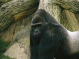 A Captive Mountain Gorilla Fotografie-Druck von Joel Sartore