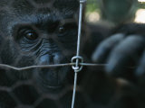 Orphaned Gorilla at Gorilla Protection Project to be Released in Wild Photographic Print by Michael Nichols