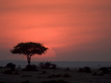 An Acacia Tree in the Masai Mara Silhouetted by the Setting Sun Pósters por Roy Toft An Acacia Tree in the Masai Mara Silhouetted by the Setting Sun Pósters por Roy Toft