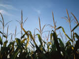 Sunlight on the Tops of Corn Plants in a Field Near Bennet Photographic Print by Joel Sartore