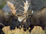 Close-up of Two Moose Locking Horns and Fighting (Alces Alces) Photographie par Roy Toft