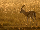 A Grants Gazelle in a Grassy Field at Sunrise (Gazella Granti) Photographic Print by Roy Toft