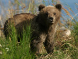 Alaskan Brown Bear Cub (Ursus Arctos) Standing in Grass Photographie par Roy Toft