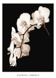 La danza de las orquídeas II Pósters por John Rehner La danza de las orquídeas II Pósters por John Rehner