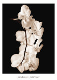 Orchid Dance I Kunst af John Rehner Orchid Dance I Kunst af John Rehner