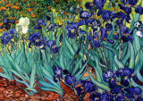 Blå iris, Saint-Remy, ca. 1889 (Irises, Saint-Remy, c.1889) Posters av Vincent van Gogh Blå iris, Saint-Remy, ca. 1889 (Irises, Saint-Remy, c.1889) Posters av Vincent van Gogh
