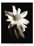Portrait in White II Poster par John Rehner