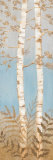 Birch Woods II Prints by Janet Tava