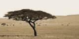 Serengeti Horizons I Affiches par Boyce Watt