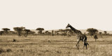 Serengeti Horizons II Prints by Boyce Watt