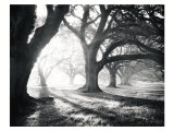 Oak Alley, Light and Shadows Affiches par William Guion